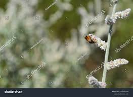 Image result for Aerva javanica
