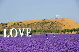 Purple Flower Ocean In Desert China Jinsha Islands In Ningxia China Are Close To Tengger Desert And August Is In Pea Scenery Purple Flowers Lavender Flowers