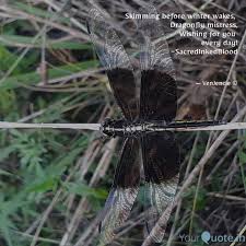 Best Dragonflies Quotes Status Shayari Poetry Thoughts Yourquote