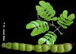 Image result for Entada abyssinica