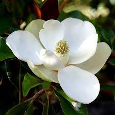 Ann is one of the best magnolias for a compact garden. Magnolia Grandiflora Little Gem Compact Evergreen Magnolia Bull Bay Garden Plants