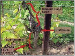 Image result for graft grape vines