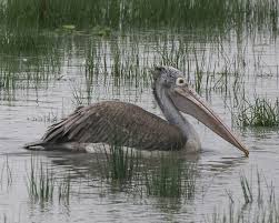 A pelican is a large water bird with a distinctive pouch under the beak, belonging to the bird family pelecanidae , order pelecaniformes. Grey Pelican Birds Of Karnataka Part 1 Inaturalist
