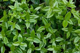 Image result for Loxogramme latifolia