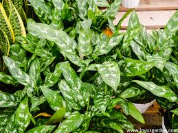 Chinese evergreen 'golden madonna' needs 0.5 cups of water every 7 when it doesn't get direct sunlight and is potted in a 5 pot. Chinese Evergreen Care And Growing Tips Joy Us Garden