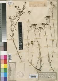 Image result for Amphiasma