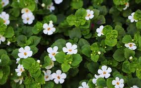 Image result for foto bacopa