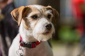 They come in a smooth or broken coat. Parson Russell Terrier Dog Breed Information