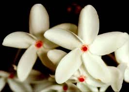 Image result for Kyllinga robinsoniana