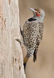 Black Bird With Blue Neck Michigan Northern Flicker Colaptes Auratus Northern Flicker Beautiful Birds Birder