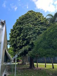 Image result for Synsepalum revolutum