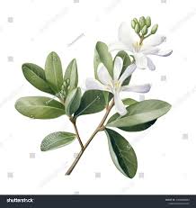 Image result for Cassinopsis