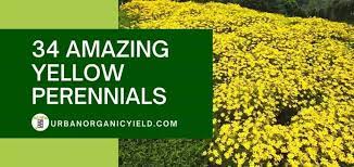 We did not find results for: 34 Amazing Yellow Perennials For A More Beautiful Garden