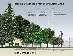 Right Tree Right Place Street Trees Trees To Plant Plants