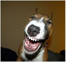 Pin On Bull Terrier