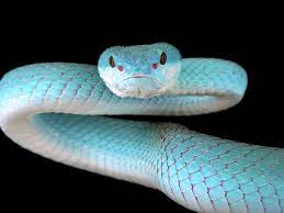 Snakes Are Amazing 5 Of Their Most Extraordinary Abilities