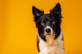 Dogs of all sizes, breeds, ages, mobility levels, temperaments, and training levels are welcome. How To Set Up A Dog Photography Studio In A Small Space That Photography Spot