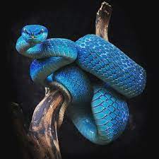 Pin On Animals Planet