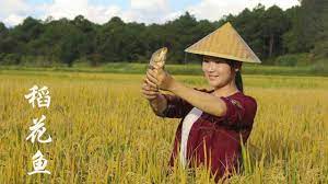 autumn october rice flower fish fertilizer boil a pot of sour papaya fish 金秋十月 稻花鱼肥 煮一锅酸木瓜鱼 滇西小哥 youtube japanese food food dishes japanese