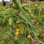 Image result for Solanum tettense