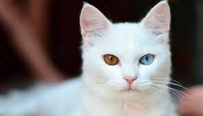 9 arti mimpi melihat kucing yang perlu kamu tahu untuk dijadikan bahan renungan supaya menjadi pribadi yang lebih baik di dunia nyata. Arti Sebenarnya Mimpi Melihat Kucing Putih Menurut Islam