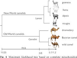 The former, which live in large numbers in africa and the middle east, and more recently in australia the dromedary also has longer limbs than the camel. Pdf The History Of Old World Camelids In The Light Of Molecular Genetics Semantic Scholar