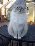 Ragdoll Colours Ragdoll Patterns Smoke Ragdolls Lynx ...