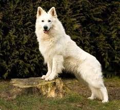 Find white german shepherd puppies and dogs from a breeder near you. Swiss White German Shepherd Home Facebook
