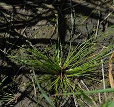 Image result for Isolepis setacea