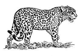 8 Remarquable Jaguar Coloriage Photos Zoo Animal Coloring Pages Jaguar Animal Jaguar