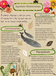 An example of mutualism in the rainforest is the pollination of the durian tree by bats. 2015 Nakailla Kirkpatrick Symbiotic Relationships Comensalism Eng Organism Parasitism Symbiotic Glogster Edu Interactive Multimedia Posters