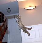 Savannah cat - Wikipedia