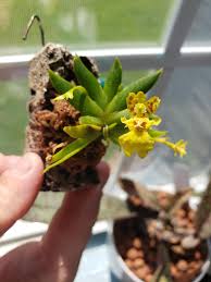 Image result for Psydrax mutimushii