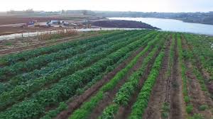 We did not find results for: Carlsbad Strawberry Field Development Foes Want Referendum Times Of San Diego