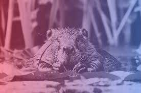 How beavers could become humans' biggest ally