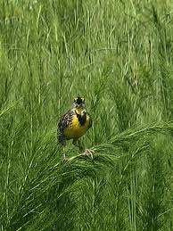 I hope this is allowed; Walton Ranch Preserve is currently being cleaned of  storm damage and is due to reopen after Christmas 🙌