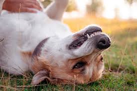 Do not discourage your puppy from playing with you in general. Are Dogs Ticklish Pure Pet Food