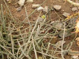 Image result for Kleinia