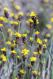 Image result for Xyridaceae