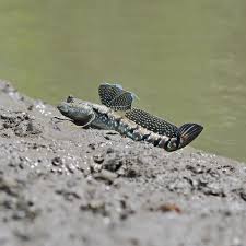 All God S Creatures Panosundaki Pin