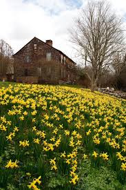 Daffodil Carpet American Houses New England Homes Dream Vacations