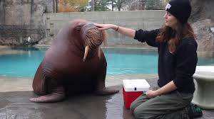 There is only one extant (living) species of walrus, odobenus rosmarus. Training Time With Our Walrus Youtube
