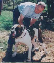 This is bruiser my american bulldog first snow experience lol. Blasco Family Bulldogs American Bulldog History The Pre American History Of The American Bulldog