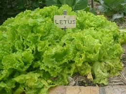 How to pick lettuce in your garden. Growing Lettuce In The Home Garden Gardening With Angus