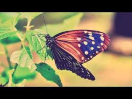 Tetapi, perempuan itu tidak seperti apa yang di Puisi Kisah Kupu Kupu Oleh Ersta Andantino Youtube