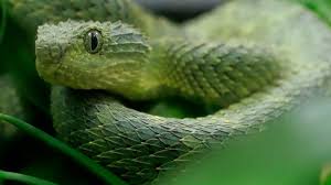 70,036 likes · 6,604 talking about this. San Diego Zoo Employee Bitten By African Bush Viper The Sacramento Bee