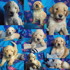 Lancaster puppies has the perfect goldendoodle for you from reputable breeders in pa and ohio. Golden Doodle Puppies For Sale Fergus Falls Mn 321679