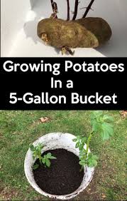 You think its silly, i say bucket. 7savings Com Growing Potatoes In 5 Gallon Buckets Grow Potatoes In Container Growing Potatoes Bucket Gardening
