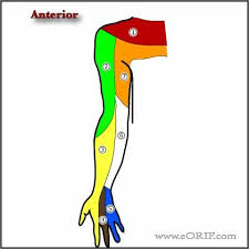 Pin On Cervical Radiculopathy And Dermatomes