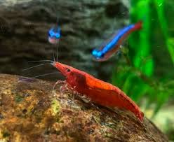 How To Keep Cherry Shrimp Zenaquaria